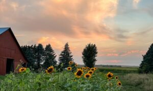 Image of sunflowers in forefront, with red barn and sunset in the background